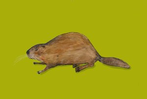 Beaver by Sarah Thompson Engels